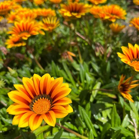 Chaleureuse Au Coeur D'un Parc Tres Fleuris