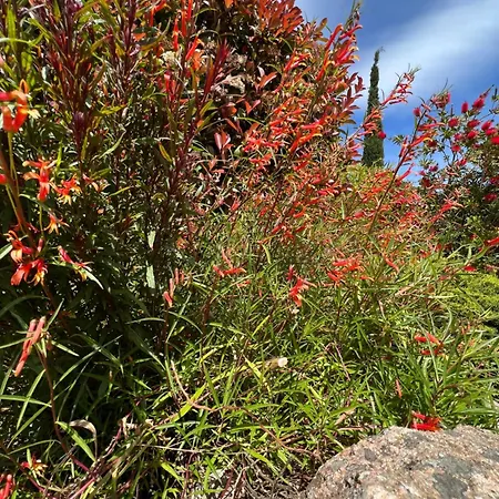別荘 Chaleureuse Au Coeur D'un Parc Tres Fleuris ポルトヴェッキオ